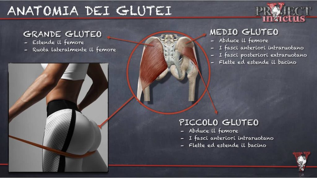 Anatomia dei glutei
